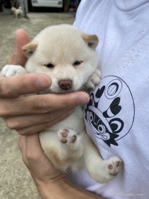 清田　勝彦(きよた　かつひこ)ブリーダー(福岡県・柴犬など・一般社団法人日本豆柴協会登録)の紹介写真5