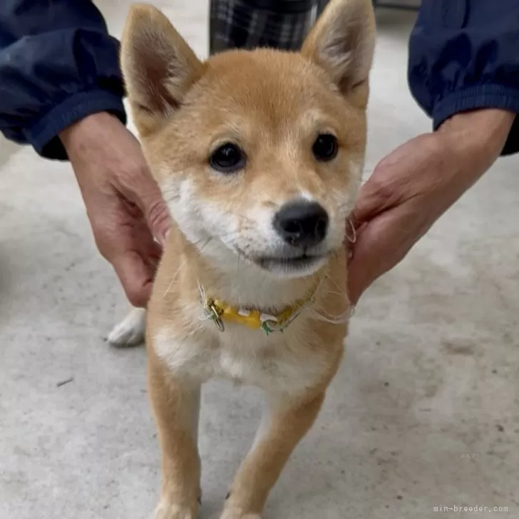 豆柴【福岡県・女の子・2025年7月20日・赤色】の写真1「元気で凄く人懐っこい子です!」