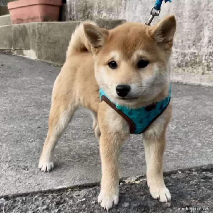 ID:2501-04043の子犬