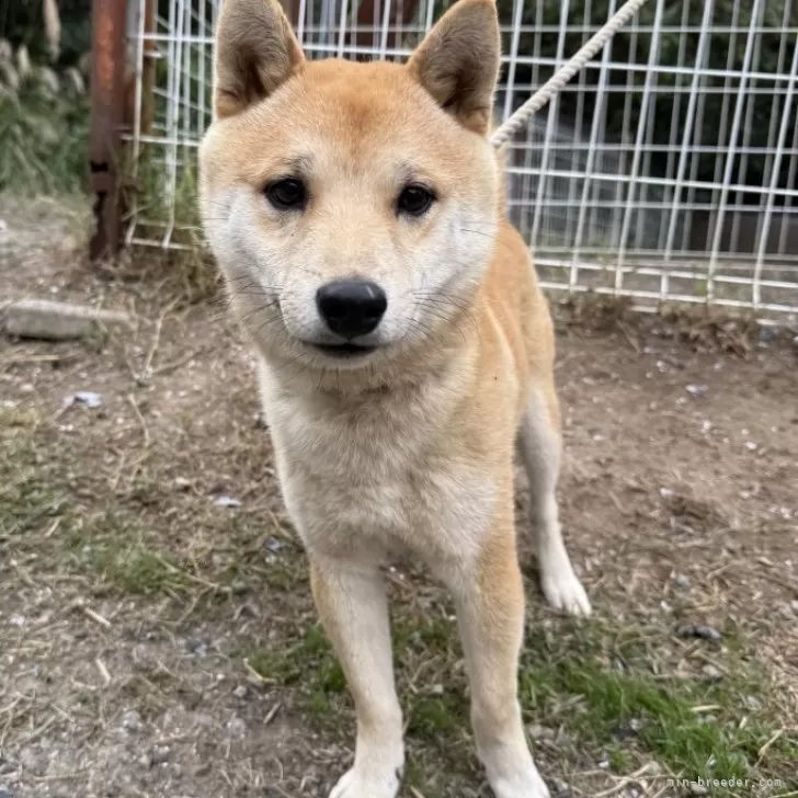 豆柴【福岡県・男の子・2025年3月28日・赤色】の写真1「体重4kgで、たくさんご飯を食べます！」