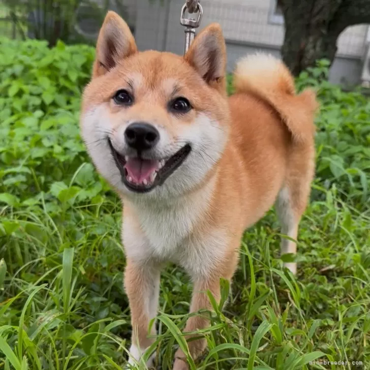 ID：2508-04486の子犬