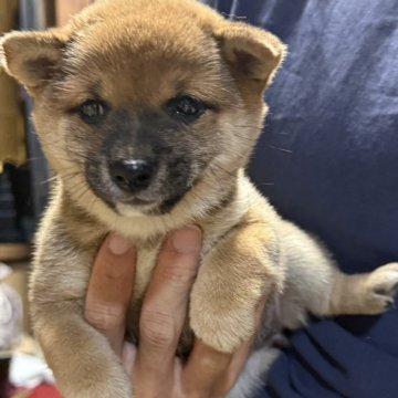 柴犬(豆柴)【福岡県・女の子・2025年9月3日・赤色】の写真「コロコロしていて、凄く可愛い子です🥰✨」