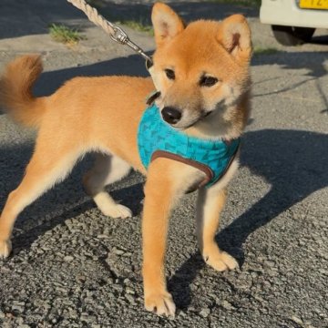 柴犬(豆柴)【福岡県・女の子・2025年2月28日・赤色】の写真「人懐っこくて、凄く可愛い子です🥰✨」