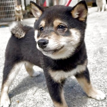 柴犬(豆柴)【福岡県・男の子・2024年12月16日・黒色】の写真「人懐っこくて、凄く可愛い子です🥰✨」