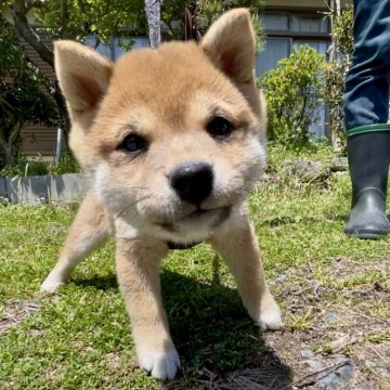 柴犬(豆柴)【福岡県・女の子・2025年2月14日・茶色】の写真「人懐っこくて、凄く可愛い子です🥰✨」
