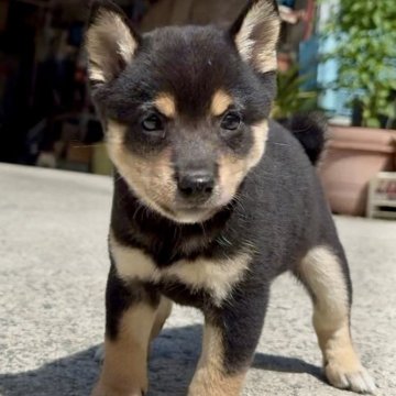 豆柴【福岡県・男の子・2025年7月18日・黒色】の写真「元気で凄く可愛い子です🥰✨」