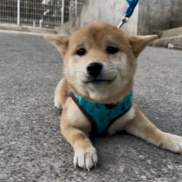 柴犬(豆柴)【福岡県・女の子・2024年11月12日・茶色】の写真「人懐っこくて、凄く可愛い子です🥰✨」