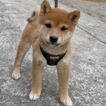 柴犬(豆柴)【福岡県・女の子・2025年10月3日・赤色】の写真「凄く顔が可愛い女の子です🥰✨」