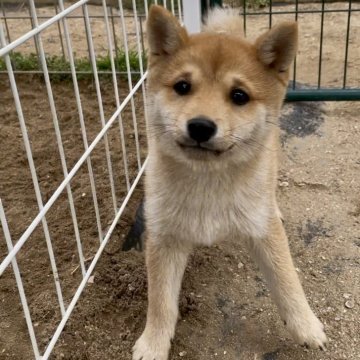 柴犬(豆柴)【福岡県・男の子・2024年11月12日・茶色】の写真「人懐っこくて凄く可愛い子です🥰」