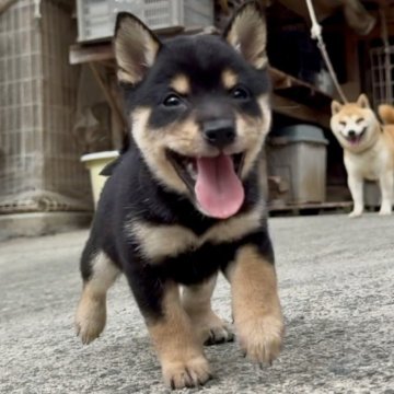 豆柴【福岡県・女の子・2025年7月18日・黒色】の写真「元気で凄く可愛い子です🥰✨」