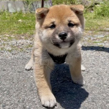 柴犬(豆柴)【福岡県・男の子・2025年2月14日・茶色】の写真「人懐っこくて、凄く可愛い子です🥰✨」