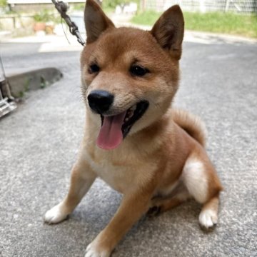 柴犬(豆柴)【福岡県・男の子・2024年12月29日・赤色】の写真「人懐っこくて、凄く可愛い子です🥰✨」