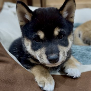 豆柴【福岡県・男の子・2025年9月5日・赤色】の写真「小さくて、コロコロしていて凄く可愛い子です🥰✨」