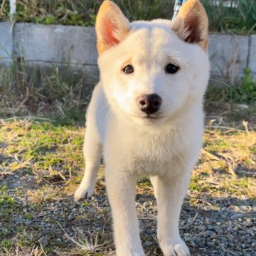 柴犬(豆柴)【福岡県・女の子・2024年9月11日・白色】の写真「性格が良く優しい女の子です☺️」