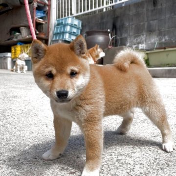 柴犬(豆柴)【福岡県・男の子・2024年12月29日・赤色】の写真「人懐っこくて、凄く可愛い子です🥰✨」