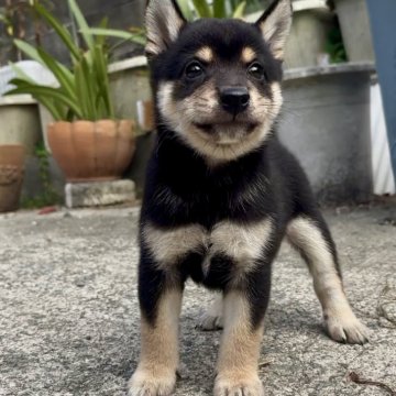 柴犬(豆柴)【福岡県・男の子・2025年7月18日・黒色】の写真「元気で凄く可愛い子です🥰✨」