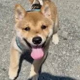 豆柴