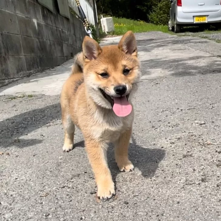 ID：2403-00565の子犬