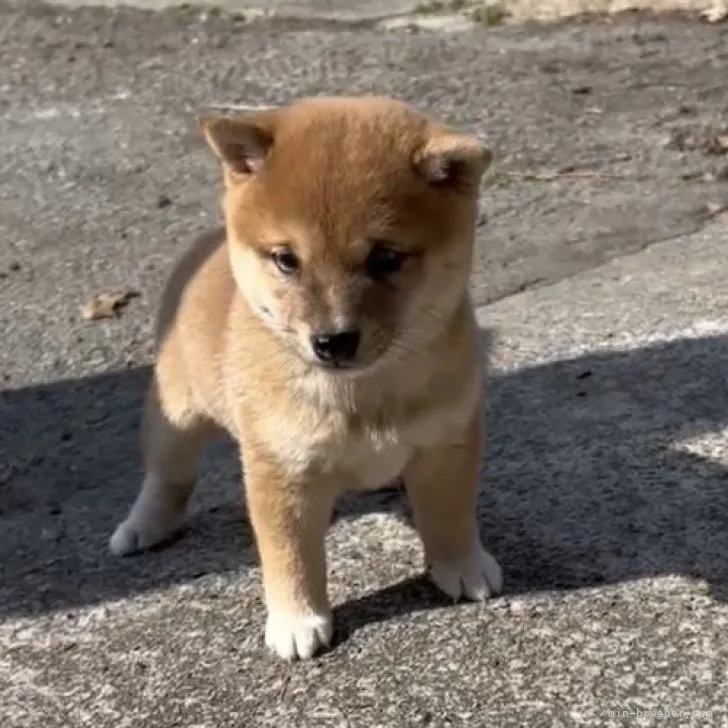 ID：2310-06302の子犬