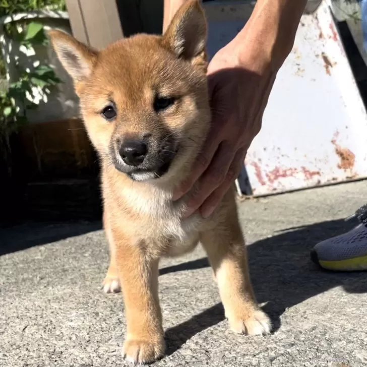 ID：2406-07461の子犬