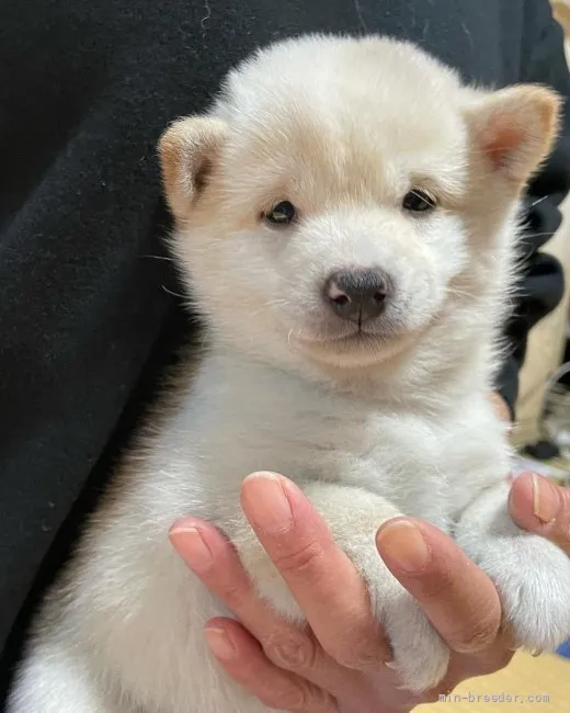 ID：2111-00326の子犬