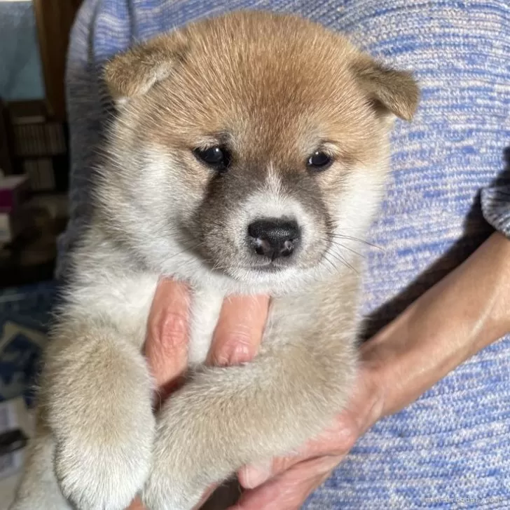 ID：2404-03093の子犬