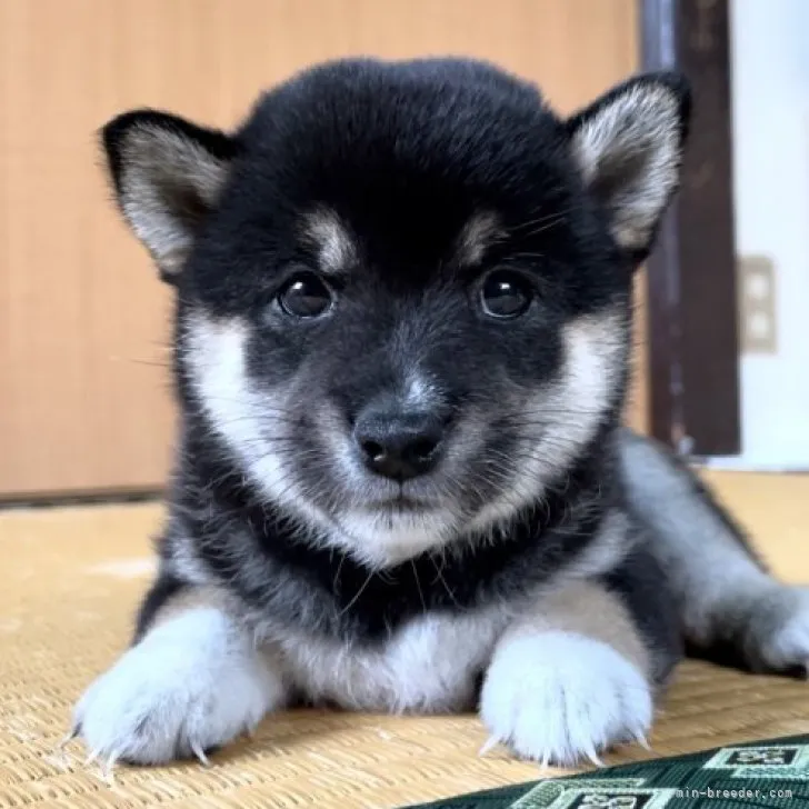 ID：2309-04133の子犬