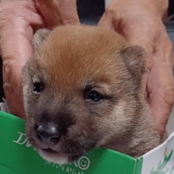 ID：2209-02721の子犬