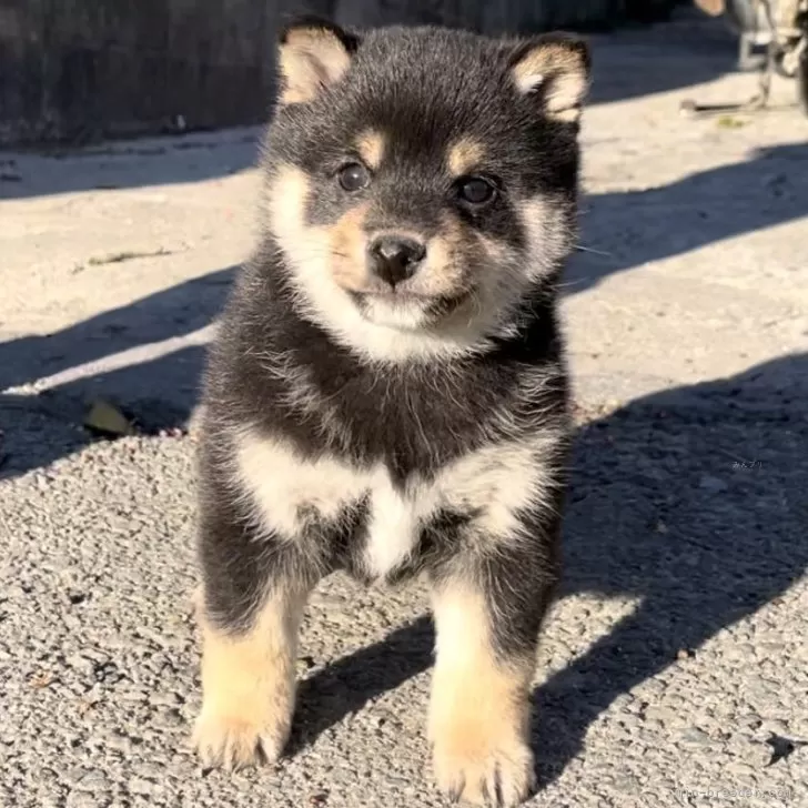 ID：2402-01388の子犬