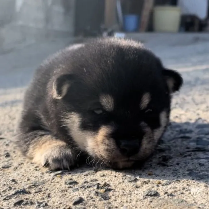 ID：2311-03416の子犬