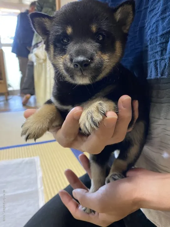 ID：2110-03834の子犬