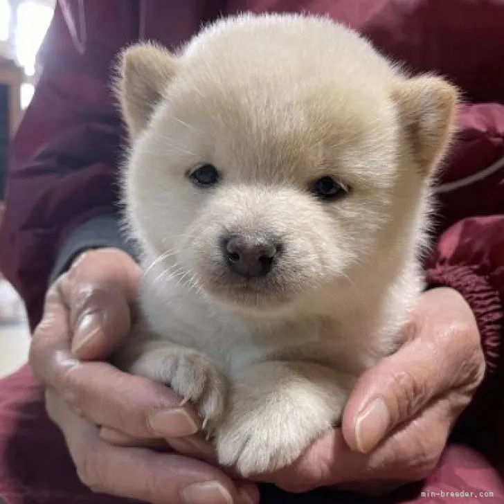 ID：2212-04088の子犬