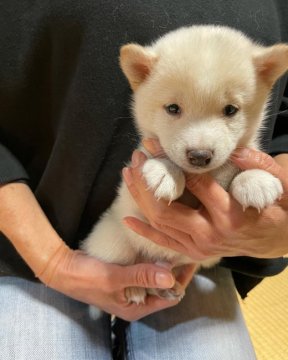 柴犬(豆柴)【福岡県・男の子・2021年10月8日・白色】の写真「豆柴の標準サイズより小さいです。」