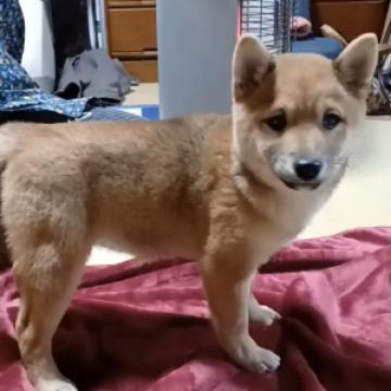 柴犬(豆柴)【福岡県・女の子・2022年8月25日・赤色】の写真「コロコロして可愛いです💕」