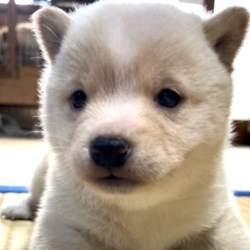 柴犬(豆柴)【福岡県・女の子・2023年1月14日・白色】の写真「コロコロして可愛いです💕」