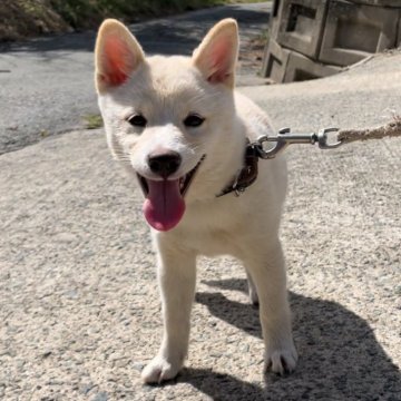 柴犬(豆柴)【福岡県・女の子・2024年7月11日・白色】の写真「人懐っこくて凄く可愛い女の子です🥰✨」