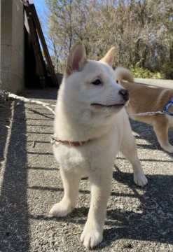 柴犬(豆柴)【福岡県・男の子・2021年11月1日・白色】の写真「コロコロしていて、とっても可愛いです！！」