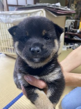 柴犬(豆柴)【福岡県・男の子・2021年8月30日・黒豆柴】の写真「豆柴の標準サイズより小さいです。」