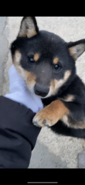 柴犬(豆柴)【福岡県・男の子・2021年8月25日・黒色】の写真「とっても小さく、人懐っこいです。」