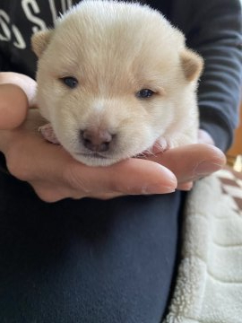 柴犬(豆柴)【福岡県・男の子・2022年3月6日・白色(クリーム色)】の写真「コロコロしていてとても可愛いです！」
