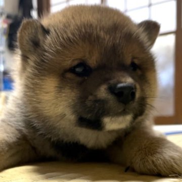 柴犬(豆柴)【福岡県・男の子・2023年2月10日・赤色】の写真「コロコロして可愛いです💕」