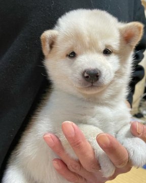 柴犬(豆柴)【福岡県・男の子・2021年10月8日・白色(クリーム)】の写真「標準の豆柴サイズより小さいです。」