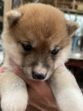 柴犬(豆柴)【福岡県・女の子・2022年4月3日・赤色】の写真「コロコロして可愛いです💕」