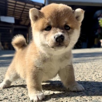 柴犬(豆柴)【福岡県・男の子・2024年9月25日・赤色】の写真「元気で、凄く可愛い男の子です🥰✨」