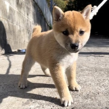 柴犬(豆柴)【福岡県・男の子・2023年10月9日・赤色】の写真「コロコロして凄く可愛い男の子です✨」