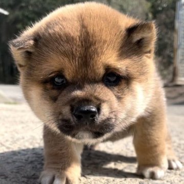 柴犬(豆柴)【福岡県・男の子・2023年1月4日・赤色】の写真「コロコロして可愛いです💕」