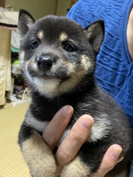 柴犬(豆柴)【福岡県・女の子・2021年9月14日・たぬき顔の黒豆柴の女の子】の写真「コロコロして可愛く元気です。」