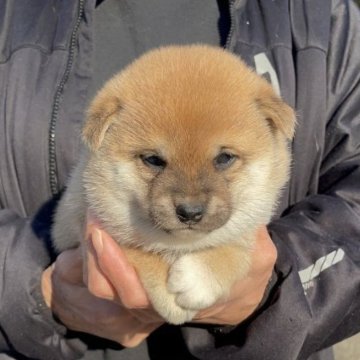 柴犬(豆柴)【福岡県・女の子・2023年12月3日・茶色】の写真「コロコロして凄く可愛い女の子です🥰」