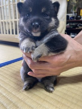 柴犬(豆柴)【福岡県・女の子・2021年9月14日・黒豆柴】の写真「豆柴の標準サイズより小さいです。」
