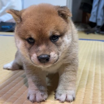 柴犬(豆柴)【福岡県・女の子・2024年5月28日・赤色】の写真「大人しくて、凄く可愛い女の子です🥰」